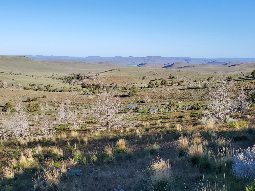 DT-108-2022-05-24 Antelope Spring